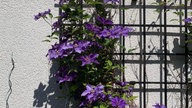 Clematis und Passionsblumen