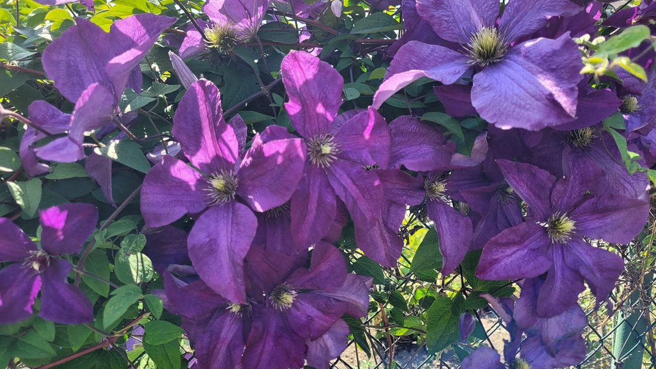 Clematis und Passionsblumen