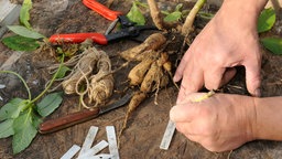 Gärtner beim Kennzeichnen der Dahlien-Knollen vor dem Überwintern.