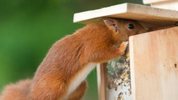 Ein Eichhörchen an einem Futterhaus.