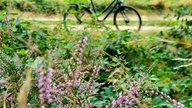 Fahrrad vor Urlaubskulisse