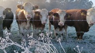 Ihre schönsten Frost-Fotos