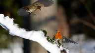 Ihre schönsten Frost-Fotos