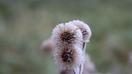 Ihre schönsten Frost-Fotos