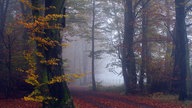 Ihre schönsten Fotos vom Herbstspaziergang