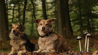 Ihre schönsten Fotos vom Herbstspaziergang