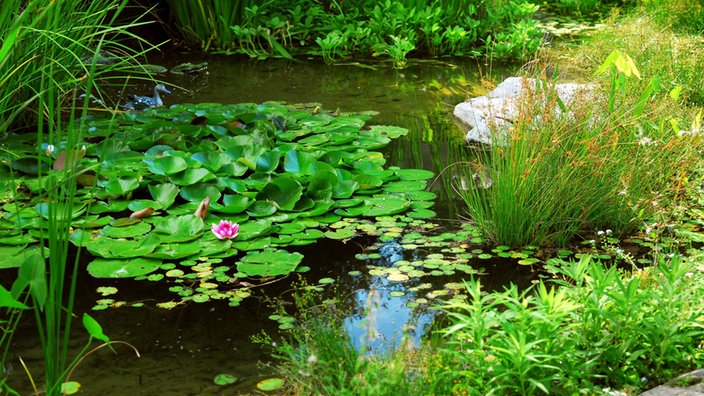 Gartenteich mit Seerosen