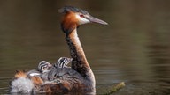 Haubentaucher trnasportiert seinen Nachwuchs auf dem Rücken über das Wasser.