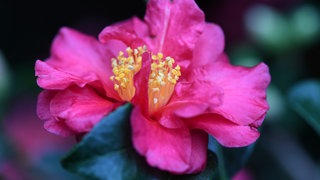 Blüte einer Herbst-Kamelie.