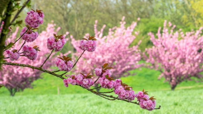 Kirschblüte