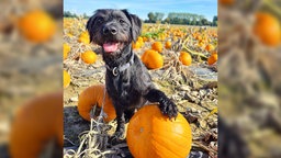 Hund Hugo legt die Pfote auf einen Kürbis.