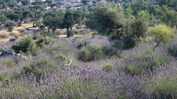 Lavendel