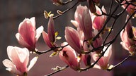 Magnoilienblüten