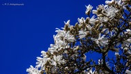 Magnoilienblüten