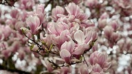 Magnoilienblüten