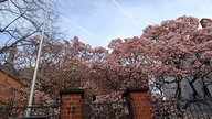 Magnolienblüten