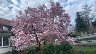 Magnolienblüten