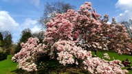 Magnolienblüten