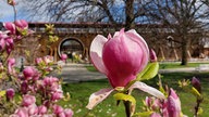 Magnolienblüten