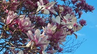 Magnolienblüten