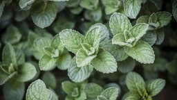 Frische Minzblätter im Garten.