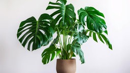 Monstera