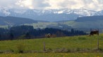 Landschaftspanorama mit Kuhweide im Vordergrund und den Alpen im Hintergrund. 