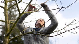 Mann knipst Zweige eines Baumes ab.