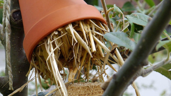 Blumentopf, hängend, mit Stroh gefüllt