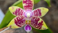 Schöne Orchideen