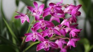 Schöne Orchideen