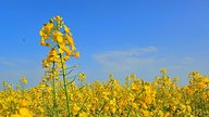 WDR, Fernsehen, Rapsfeld, Frühling