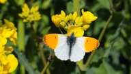 WDR, Fernsehen, Rapsfeld, Frühling