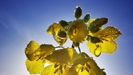 WDR, Fernsehen, Rapsfeld, Frühling