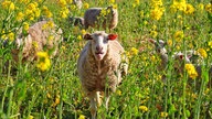 WDR, Fernsehen, Rapsfeld, Frühling