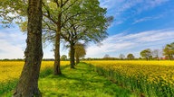 WDR, Fernsehen, Rapsfeld, Frühling