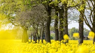 WDR, Fernsehen, Rapsfeld, Frühling