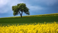 WDR, Fernsehen, Rapsfeld, Frühling