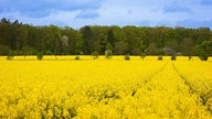 WDR, Fernsehen, Rapsfeld, Frühling