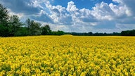 WDR, Fernsehen, Rapsfeld, Frühling