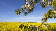 WDR, Fernsehen, Rapsfeld, Frühling