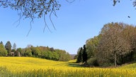 WDR, Fernsehen, Rapsfeld, Frühling