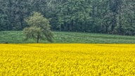 WDR, Fernsehen, Rapsfeld, Frühling