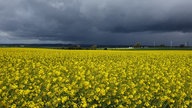 WDR, Fernsehen, Rapsfeld, Frühling