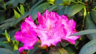 Rhododendron