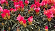 Rhododendron