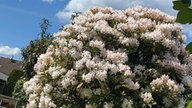 Rhododendron