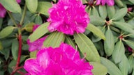 Rhododendron