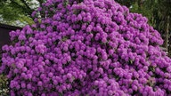 Rhododendron