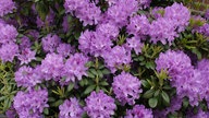 Rhododendron